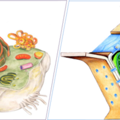 Timeline: La teoria cellulare
