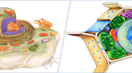 Timeline: La teoria cellulare