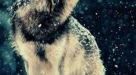 Timeline: Buck's Adventures