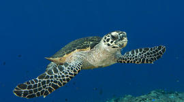 Timeline: Hawks Bill Sea Turtle