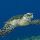 Hawks bill sea turtle