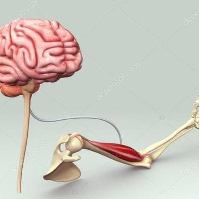 Timeline: EL CONTROL CEREBRAL DEL MOVIMIENTO