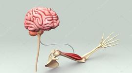 Timeline: EL CONTROL CEREBRAL DEL MOVIMIENTO