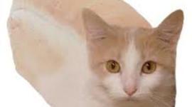 Timeline: Niklaus Mikaelson