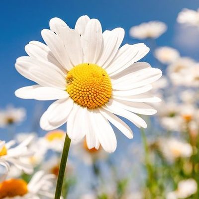 Timeline: The Timeline of Our Class Plants