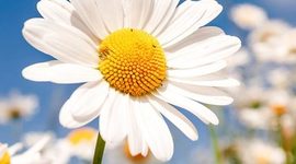 Timeline: The Timeline of Our Class Plants