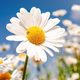 Top 25 most beautiful daisy flowers