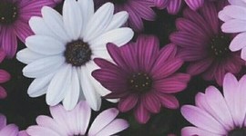 Timeline: La Historia a través del tiempo.