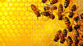 Timeline: Trayectoria "Educación a Distancia"