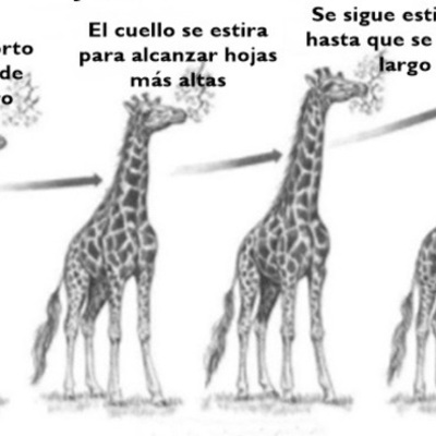 Timeline: Historia De Las Ideas Evolucionistas