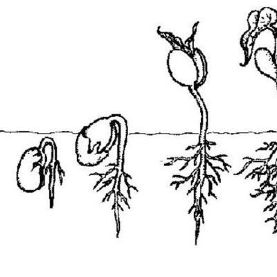 Timeline: Linea de Tiempo Historia de la Biología