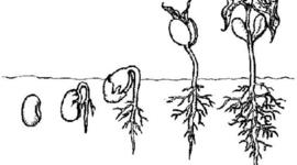 Timeline: Linea de Tiempo Historia de la Biología