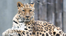 Timeline: Amur Leopard