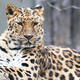 Amur leopard 99144569