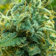 Sea of trichomes by growadvice d56c6p4 opt