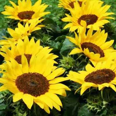 Timeline: Seres Vivos