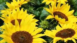 Timeline: Seres Vivos