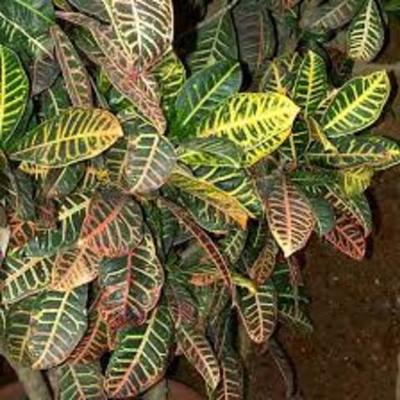 Timeline: PYTHAGORAS TRAVELLED TO CROTON