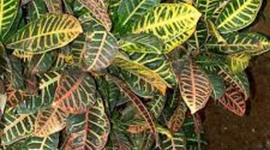 Timeline: PYTHAGORAS TRAVELLED TO CROTON