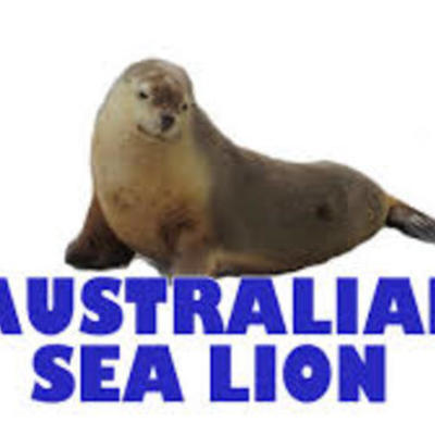Timeline: Australian Sea Lion Cameron Bynum 4G