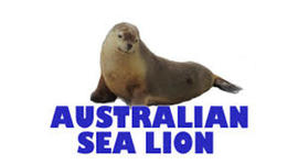 Timeline: Australian Sea Lion Cameron Bynum 4G