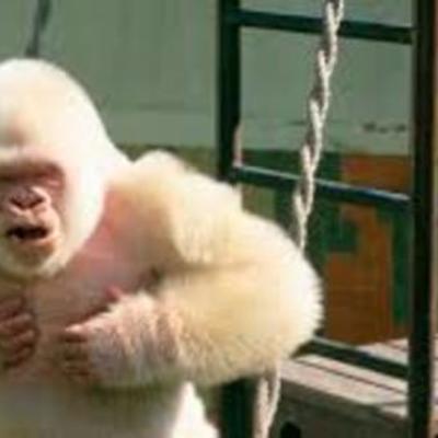 Timeline: Floquet de Neu