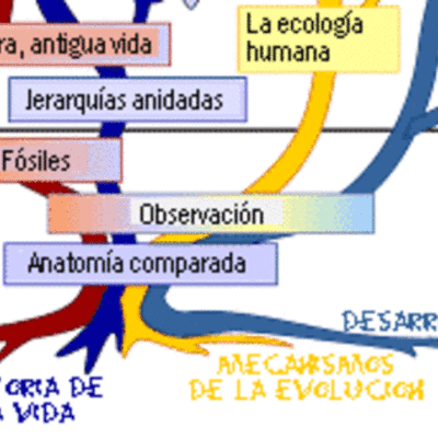 Timeline: Pensamiento Evolutivo