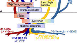 Timeline: Pensamiento Evolutivo
