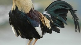 Timeline: vida escolar