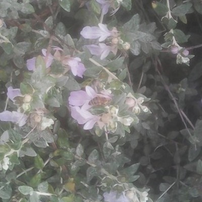 Timeline: ONOMATA ΦΥΤΩΝ -LES PETITES BEES