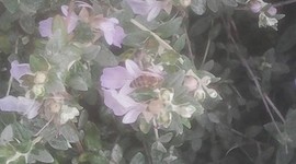 Timeline: ONOMATA ΦΥΤΩΝ -LES PETITES BEES