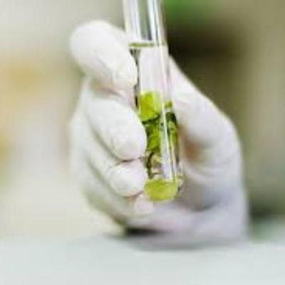 Timeline: historia cultivo in vitro