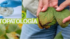 Timeline: Historia de la Fitopatología