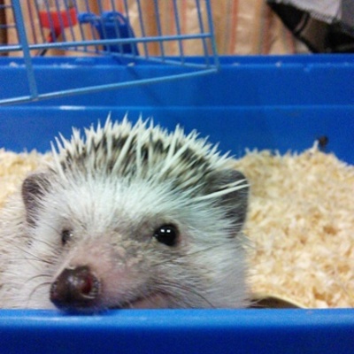 Timeline: ΒΙΟΛΟΓΙΑ