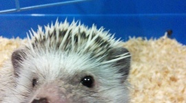 Timeline: ΒΙΟΛΟΓΙΑ