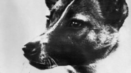 Timeline: Laika the space dog