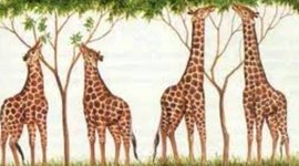 Timeline: Ideas evolutivas