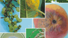 Timeline: Fitopatología