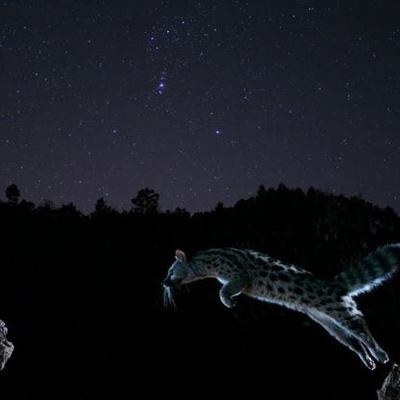 Timeline: La Evolución