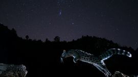 Timeline: La Evolución