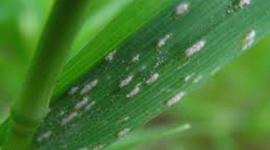 Timeline: Historia de la Fitopatología-T.Landázuri