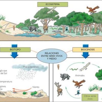 Timeline: LINEA DE TIEMPO DEL SISTEMA ECOLOGICO