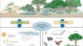 Timeline: LINEA DE TIEMPO DEL SISTEMA ECOLOGICO