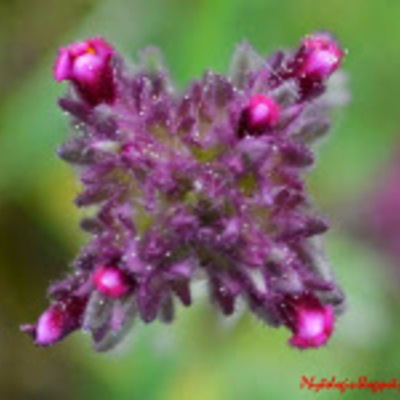 Timeline: Μικρασιατική εκστρατεία