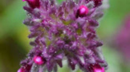 Timeline: Μικρασιατική εκστρατεία