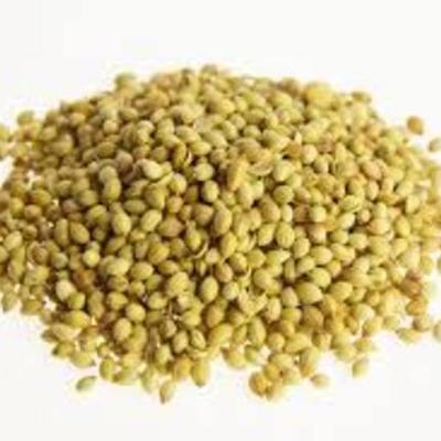 Timeline: Η ιστορία ενός σπόρου