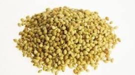 Timeline: Η ιστορία ενός σπόρου