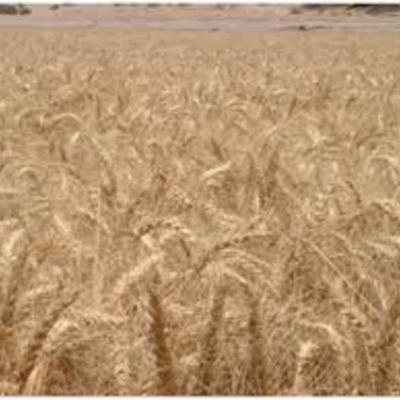 Timeline: Το σιτάρι