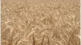 Timeline: Το σιτάρι