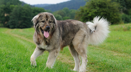 Timeline: Cold War Timeline